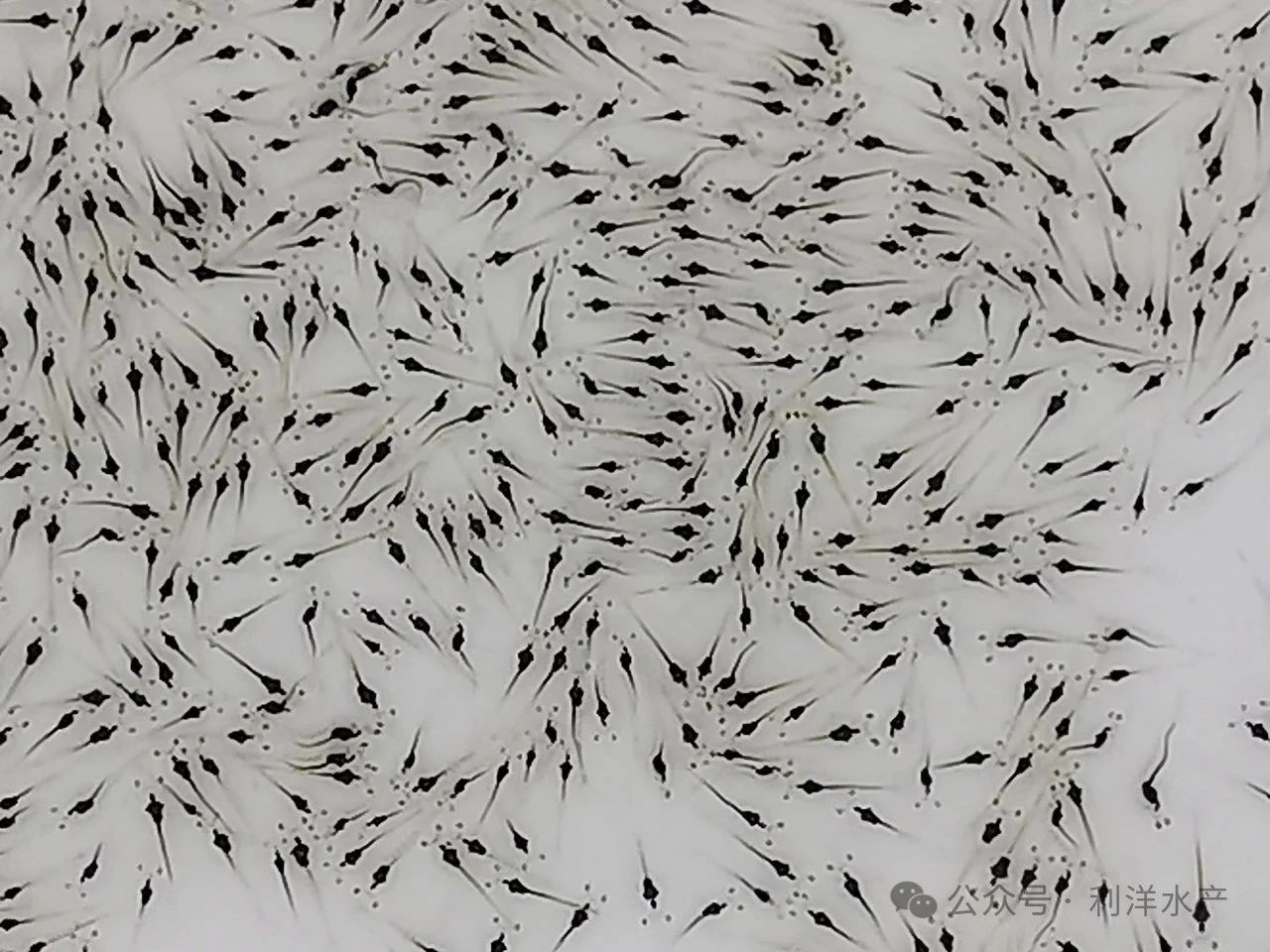 利洋公司蝦苗場順利通過ISO9001質(zhì)量管理體系認證